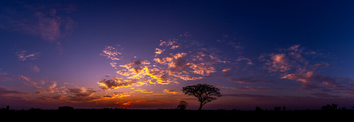Panorama silhouette tree in africa with sunset.Tree silhouetted against a setting sun.Dark tree on open field dramatic sunrise.Typical african sunset with acacia trees in Masai Mara, Kenya - obrazy, fototapety, plakaty