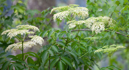 American Black Elderberry in Bloom