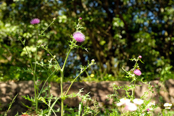 春の京都　蹴上インクラインで咲くアザミの花
