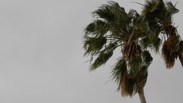 Palm Trees Blowing In Windy Hurricane Tornadoe Weather Tropical Location Cloudy Overcast Rainy Sky
