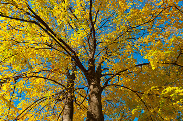 Background of yellow autumn leaves on a tree.