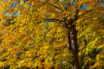 Background of yellow autumn leaves on a tree.