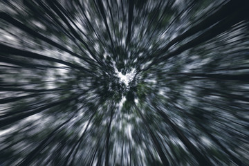 Fototapeta premium Zoom in hacia arriba en medio del bosque en un dia nublado