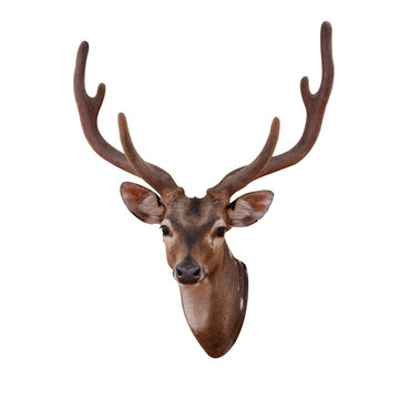 Deer head with him isolated on the white background.