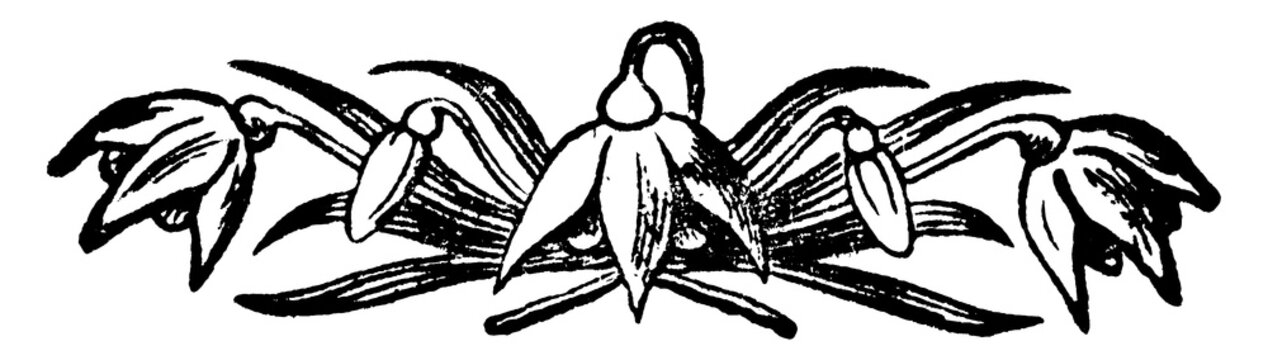 Ornamental design, vintage illustration.