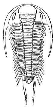 Trilobite, Paradoxides Bohemicus, vintage illustration.