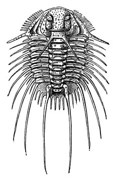 black and white trilobite fossil drawing clip art preview