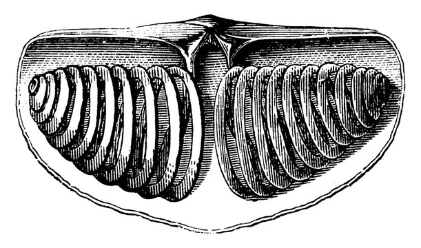 Spirifer Brachiopod, vintage illustration