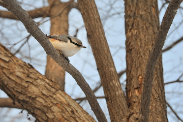 Nuthatch.A nimble bird sitting on a tree.