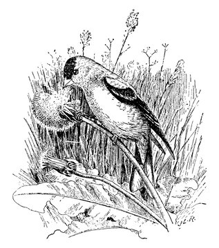 bird perched on dandelion, black and white clip art preview