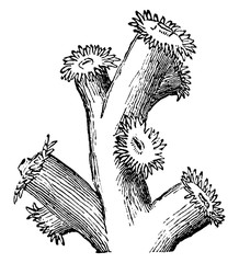 Coral, vintage illustration © Morphart