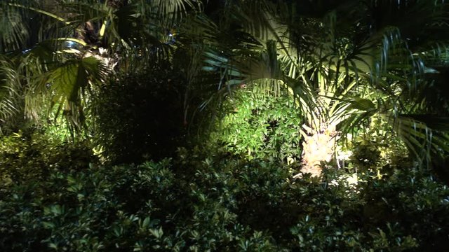 Left To Right Green Tropical Foliage At Night In Holiday Vacation Honeymoon Wedding Travel Sightseeing Ocation