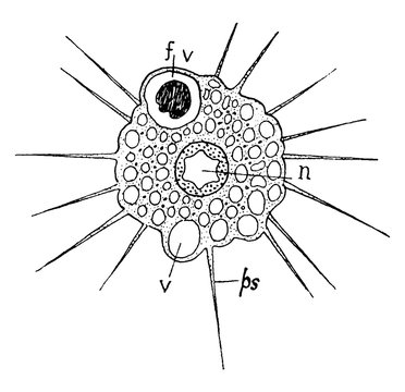 Sun Animalcule/Actinophrys sol, vintage illustration.