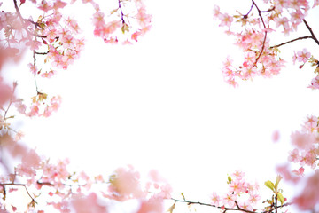 Obraz na płótnie Canvas 明るい桜の写真　日本の風景　cherry blossom