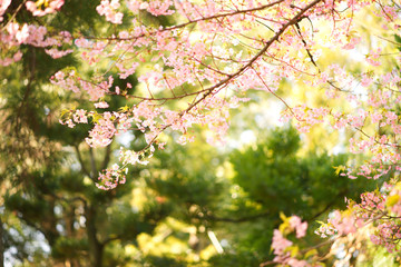 明るい桜の写真　日本の風景　cherry blossom