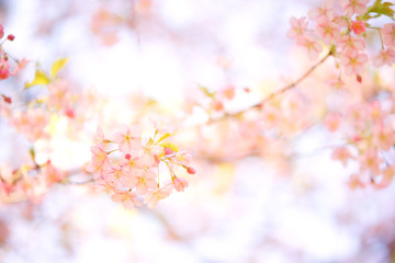 明るい桜の写真　日本の風景　cherry blossom