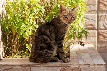 The young predator. Striped cat. The animal is exploring the environment. Fuzzy's in town.