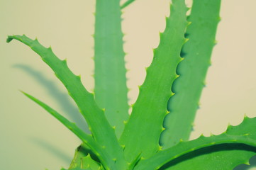 aloe vera leaves on white background