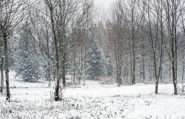 Fototapeta na wymiar Snowy wintry woods in rural Michigan USA