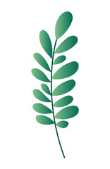 Isolated natural leaf vector design
