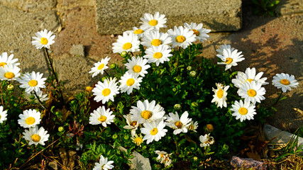 Obraz premium beautifully bloomed annual marguerite at street