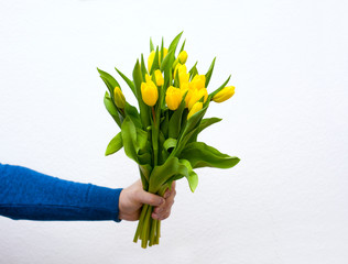 yellow tulips are held by a man in his hand on a white background. Spring poster with free text space.romance holiday