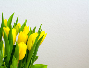yellow Tulip on a white background. Spring poster with free text space.romance holiday