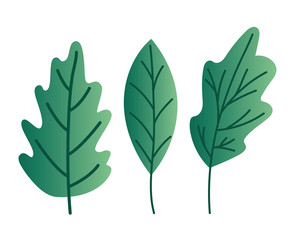 Isolated natural leaves vector design