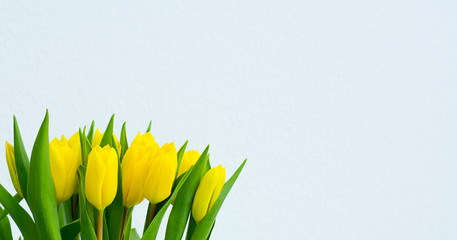 yellow Tulip on a white background. Spring poster with free text space.romance holiday