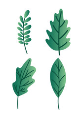 Isolated natural leaves vector design