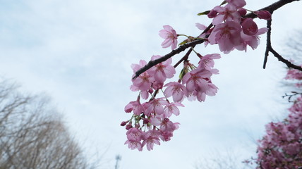 陽光桜 花びら
