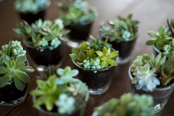 Beautiful succulent compositions in tiny glass pots.