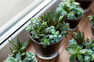 Beautiful succulent compositions in tiny glass pots.