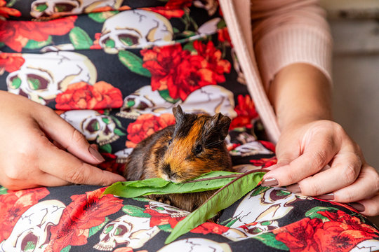 Guinea pig in the lap of a person eating green leaf