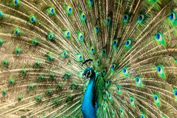 Fotobehang closeup on a peacock on the farm © Murilo