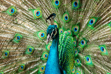 Amazing Indian Male Peacock (Pavo cristatus)