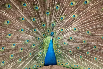 Fotobehang Amazing Indian Male Peacock (Pavo cristatus) © Murilo