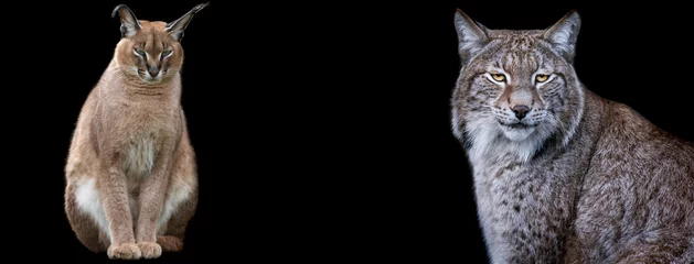 Fotobehang Sjabloon van Caracal en lynx met een zwarte achtergrond © AB Photography