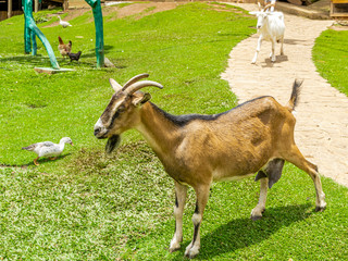 Goat loose on farm, roam freely across the area
