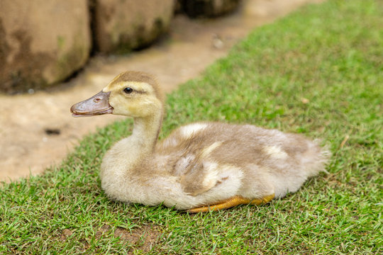 Closeup on a duck on the farm