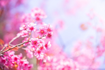Obraz na płótnie Canvas Pink cherry tree blossom flowers blooming in spring, easter time against a natural sunny blurred garden banner background of blue, yellow and white bokeh. 