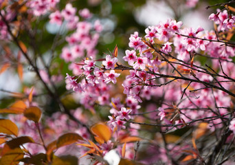 Himalayan Cherry Tree 