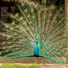 Fotobehang Amazing Indian Male Peacock (Pavo cristatus) © Murilo
