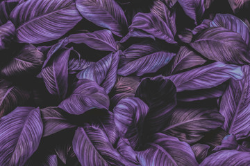 Obraz na płótnie Canvas The leaves of Spathiphyllum cannifolium, abstract, dark purple surface, natural background, tropical leaves