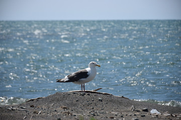 海鳥