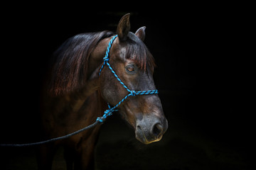 Beautiful black horse with brown eyes on black background