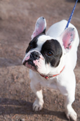 Fototapeta premium Adorable pug pups portraits in the forest.