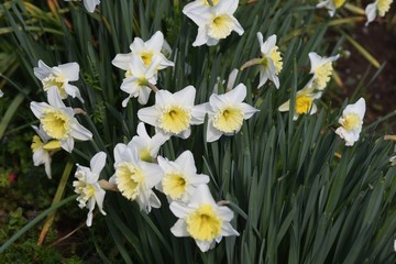Narcissus is a perennial bulb plant that blooms in elegant white and yellow flowers from winter to spring.