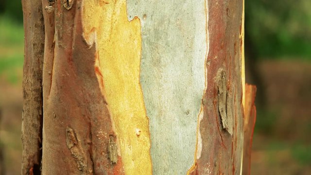 CLOSE UP Of Colorful Gum Tree Bark And Wood From The Trunk