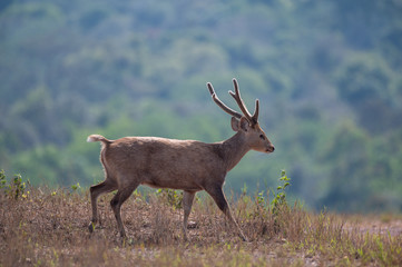 Hog deer walking on grassland at Wildlife Sanctuary of Thailand.
